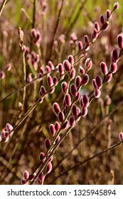 Salix Gracilistyla Mount Aso