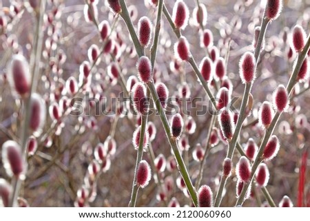 Salix gracilistyla 'Mount Aso' in flower