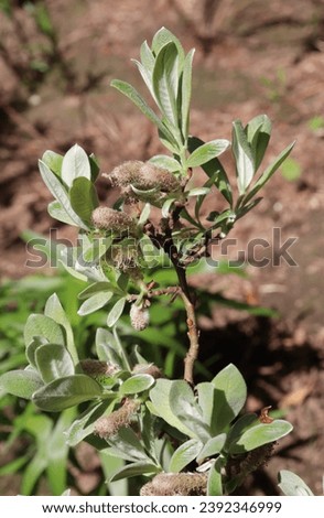 Salix Helvetica with silver and green color leaves plants in a garden in May 2023