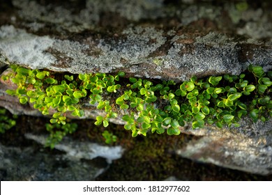 Salix Herbacea, Dwarf Snowbed Willow Smallest Tree In The Europe, Jeseniky, Czech Republic. Small Tree In The Rock Habitat.