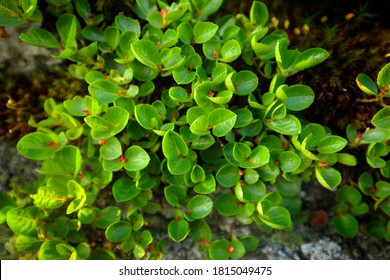 Salix Herbacea, Dwarf Snowbed Willow Smallest Tree In The Europe, Jeseniky, Czech Republic. Small Tree In The Rock Habitat. 