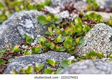 Salix herbacea the dwarf willow least willow or snowbed willow flowers growing on glacier forelands of Rabots glacier in Tarfala valley in alpine part of Sweden