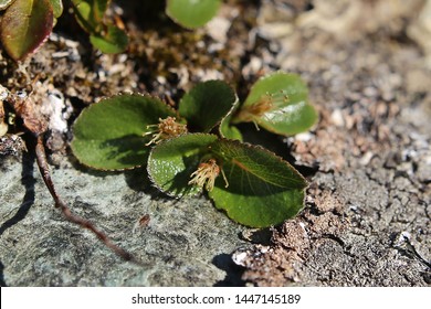 Salix Herbacea, The Dwarf Willow, On Stone.