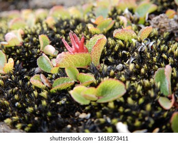 Salix Herbacea On Langajokull Glacier