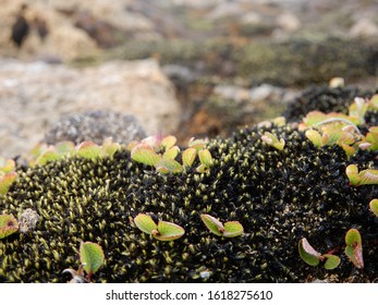 Salix Herbacea On Langjokull Glacier