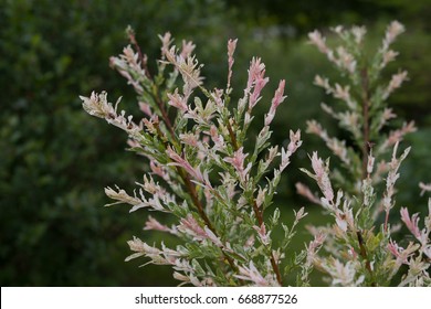 Salix Integra Flamingo In Garden