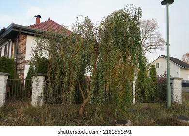 Salix Matsudana, The Corkscrew Willow, Is A Species Of Ornamental Tree In The Family Salicaceae. Berlin, Germany