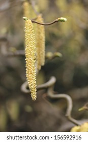 Salix Matsudana 'Tortuosa'