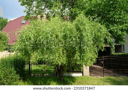 Salix matsudana 'Tortuosa' is in the garden in June. The corkscrew willow, Salix matsudana, is a cultivar of the Chinese willow, Salix matsudana, from the genus of willows, Salix. Berlin, Germany