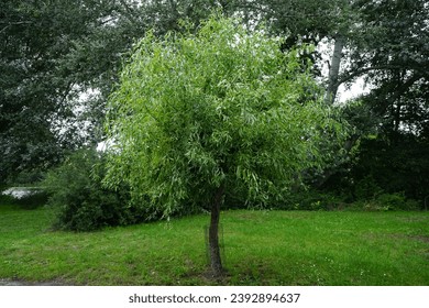 Salix matsudana 'Tortuosa' grows in September. The corkscrew willow, Salix matsudana, is a cultivar of the Chinese willow, Salix matsudana, from the genus of willows, Salix. Berlin, Germany