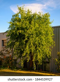 Salix Matsudana Tortuous Leaves Green 