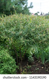 Salix Purpurea Nana. Purple Willow. 