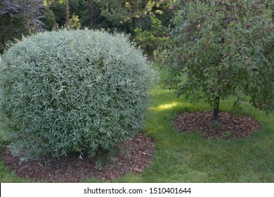 Salix Purpurea Nana. Purple Willow On The Lawn. Willow Purple Nana In Garden Design.