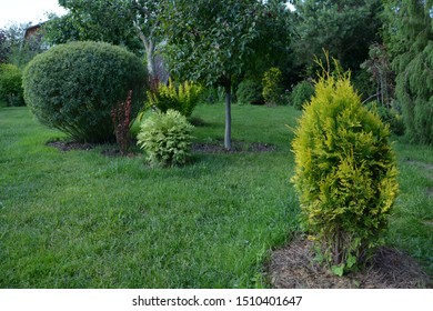 Salix Purpurea Nana. Purple Willow On The Lawn. Willow Purple Nana In Garden Design.