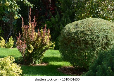 Salix Purpurea Nana. Purple Willow On The Lawn. Willow Purple Nana In Garden Design.