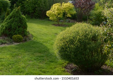 Salix Purpurea Nana. Purple Willow On The Lawn. Willow Purple Nana In Garden Design.