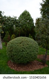 Salix Purpurea Nana. Purple Willow On The Lawn. Willow Purple Nana In Garden Design.