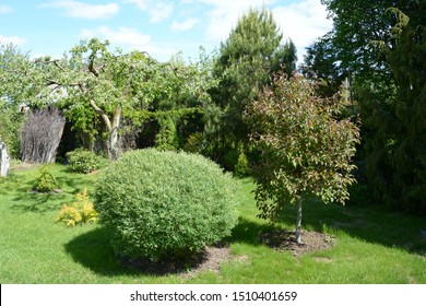 Salix Purpurea Nana. Purple Willow On The Lawn. Willow Purple Nana In Garden Design.