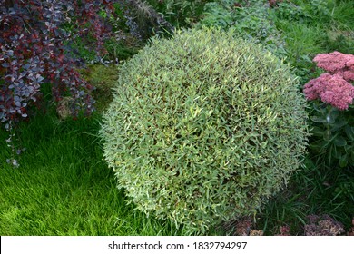 Salix Purpurea Nana. Purple Willow On The Lawn. Willow Purple Nana In Garden Design.