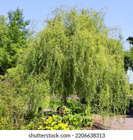 Salix Sepulcralis Chrysocoma Weeping Golden Willow Stock Photo ...