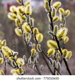 Salix Viminalis,basket Willow, Blossoming