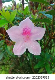 Saliyah Flower Or Azalea Is A Type Of Flowering Plant From The Arecaceae Family And The Rhododendron Genus That Grows In Temperate Climates