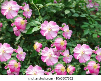 Sally Holmes Climbing Rose High Res Stock Images Shutterstock