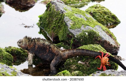 A Sally Lightfoot Crab Goes For A Ride On The Tail Of A Marine Iguana