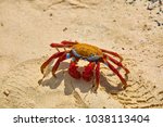 Sally Lightfoot Crab (Grapsus grapsus) on yellow sand, Galápagos Islands, Ecuador, South America