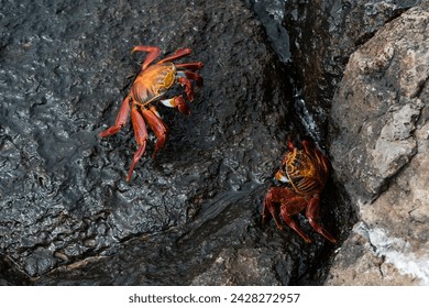 Sally lightfoot crab (grapsus grapsus), south plaza island, galapagos islands, unesco world heritage site, ecuador, south america
