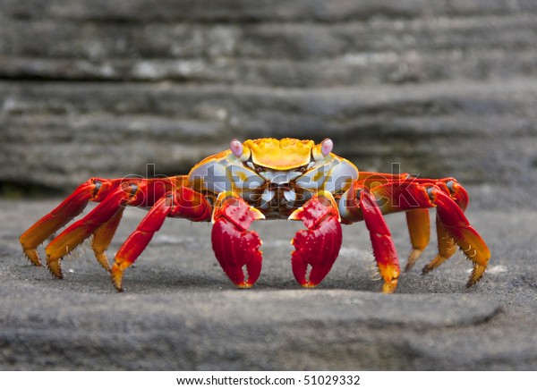 Sally Lightfoot Crab  on Rock on Isla Fernandina,\
Galapagos Islands,\
Ecuador