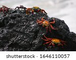 Sally lightfoot crab, red crab on a black rock, family of crabs