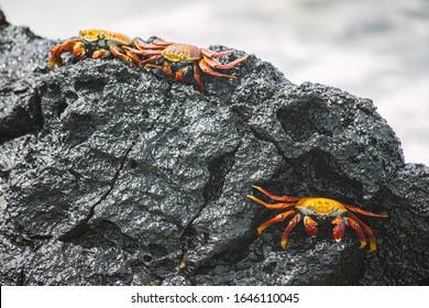 Sally lightfoot crab, red crab on a black rock, family of crabs