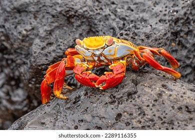 Sally Lightfoot crabs on Santa Cruz Island Galapagos Ecuador 
