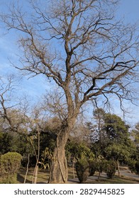 Salman is a withered tree whose branches have fallen. 