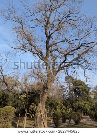 Salman is a withered tree whose branches have fallen. 