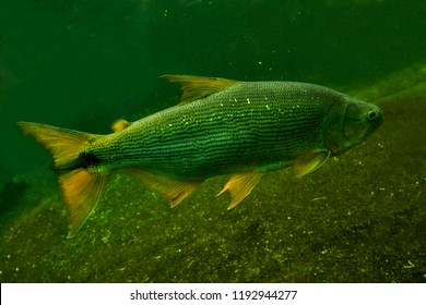 Salminus Brasiliensis (dourado, Dorado, Golden Dorado, River Tiger, Jaw Characin).