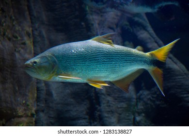 Salminus Brasiliensis (dourado, Dorado, Golden Dorado, River Tiger, Jaw Characin).