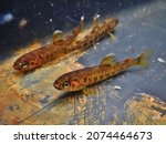 salmo trutta brown trout Salmo trutta European species of salmonid fish  widely introduced into suitable environments globally includes purely freshwater populations referred to as  riverine ecotype