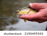 Salmo trutta fario, Brown trout caught on a fly