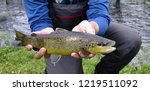  Salmo trutta fario, sometimes called the river trout and also known by the name of its parent species, the brown trout is the adornment of Europe