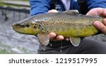  Salmo trutta fario, sometimes called the river trout and also known by the name of its parent species, the brown trout is the adornment of Europe