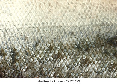 8,785 Fish Scales Macro Closeup Images, Stock Photos & Vectors 