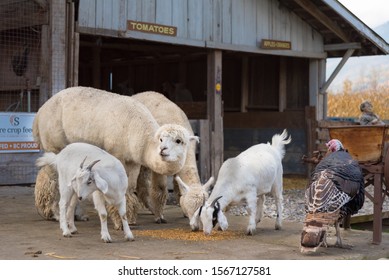 Salmon Arm, British Columbia/Canada - October 23, 2016: Farm Animals At The DeMille's Farm Market Petting Zoo, A Popular Market For Locals And Tourists