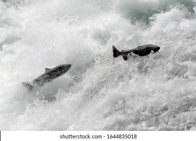 Salmon Baileys Chute Wells Gray Provincial Park Bc Canada