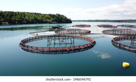 Salmon Cages At A Fish Farm