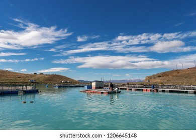 Salmon Farm In New Zealand