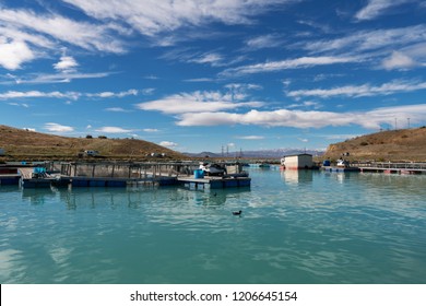 Salmon Farm In New Zealand