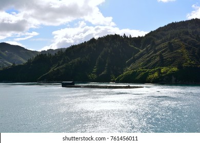 The Salmon Farm In New Zealand.