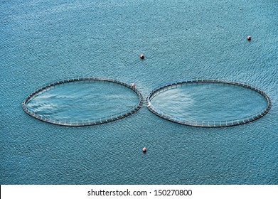 Salmon Farming